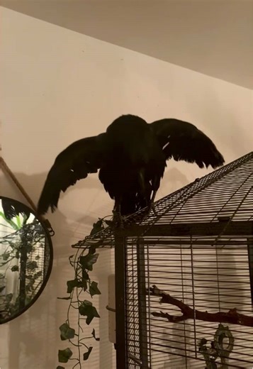 Talking Crow: Ezekiel the Chatty Bird