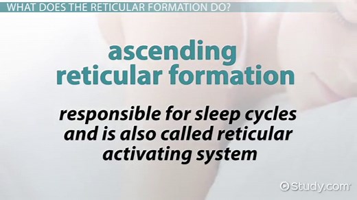 Reticular Formation | Function & Location