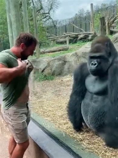 Silverback Gorilla Demonstrates Dominance