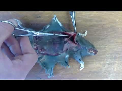 Rat Dissection