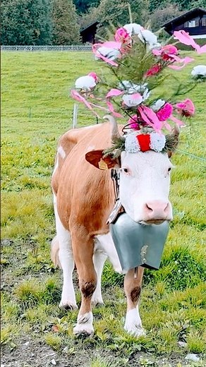 🌸🐄 “The Colorful Cow Festival of Switzerland! 🇨🇭
