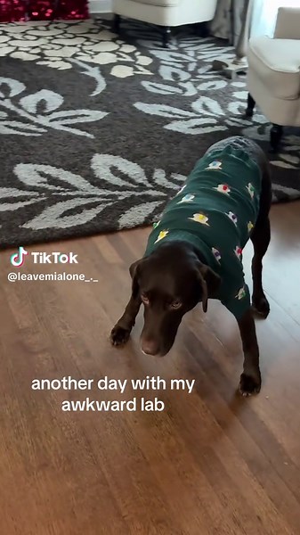 I don’t think she knows she exists #chocolatelab #labradorretriever #dogsoftiktok
