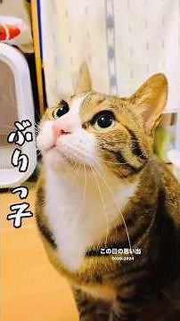 Kyuta's cutesy #cats #shorts #Kyuta #Santa