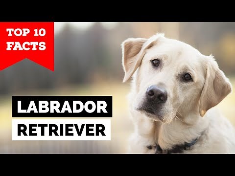 Labrador Retriever - Top 10 Facts