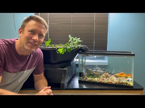 Make your own aquaponics system with your fish aquarium!