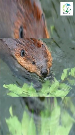 🦫Cute Beaver Eating by the River & Diving Into Water | Wildlife Short