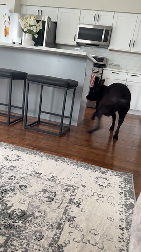 Playful Black Labrador and Dachshund Interaction