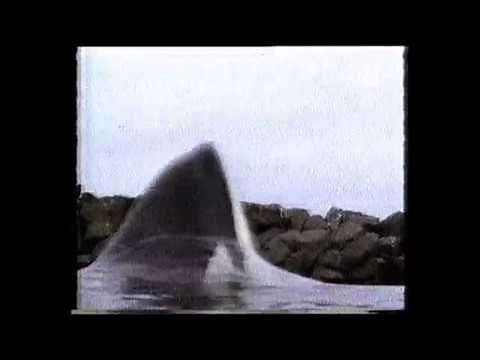 Free Willy trailer (1993)