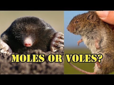 How To Identify The Mystery Invaders: Moles Or Voles In Your Yard