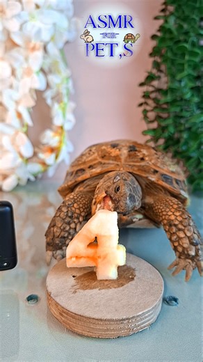 ASMR Turtle Eating Apple 🍎🐢 | Cute Crunch Sounds!#asmr #shorts #viral