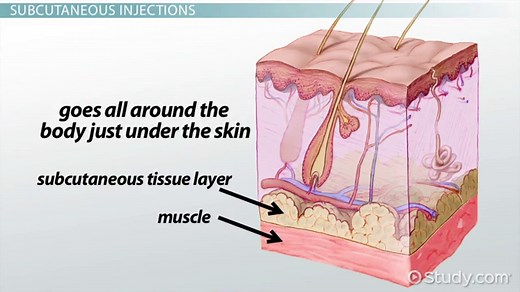 Subcutaneous Layer of the Skin | Definition, Location & Function