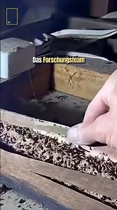 Wenn Termiten ein Haus verschlingen