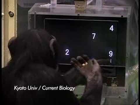 ABC News, Chimps vs Humans