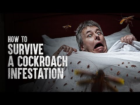How to Survive a Cockroach Infestation