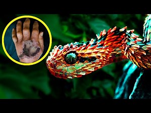 11 Most AMAZING Snakes In The World!