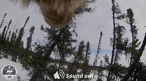 Video description: In this collection of clips from different events, wolves travel across the landscape of southcentral Alaska. Along the way the pack crosses through forest, tundra, and a snowy creek before stopping to rest…and howl! Alaska is home to an estimated 7,000 to 11,000 wolves! In Alaska, the territory of a pack often includes from 200 to 1,000 square miles of habitat with the average in interior Alaska being about 500 to 600 square miles. Wolves are great travelers, and packs often 