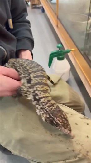 166K views · 3.9K reactions | That’s not food Mrs tegu !!!! Every morning when we go in to do morning sprays she has to have a walk out, check there’s no food before going back in. Today Danny must of smelled extra nice on his jumper. As you can see after, as soon as she realises it’s not food she lets go and is fine to handle. Still looking for an A* home. Pop in and have a chat today Open 10-5.30 Licensed by ashfield district council - license number 6 | Urban exotics | Facebook