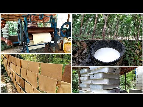 How natural Rubber is Made from Trees | Rubber Harvesting and Processing | Rubber Tapping Method
