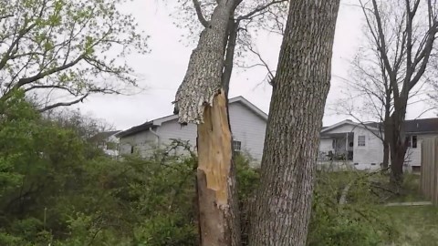 Epic Tree-Cutting Machines Demonstrate Incredible Forestry Power