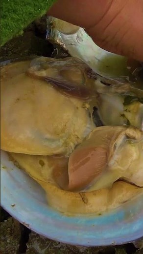 Pearl clam shell collection