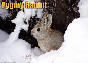 Pygmy Rabbit Facts, Pictures & Information: The World's Smallest Rabbit