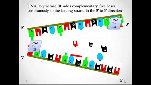 What are the steps of DNA replication?