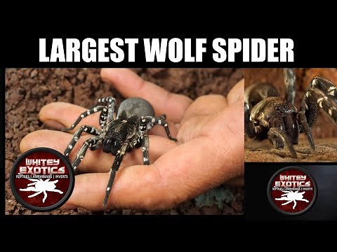 Largest Wolf Spider on Earth - Hogna ingens - Desertas Island Wolf Spider