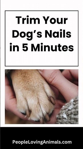 How to trim your dog's nails in 5 minutes