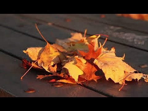 ♫ Leaves rustling - sound effect ♫