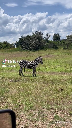 Male Zebra Mating in African Bush at Akagera National Park