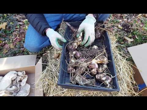 Storing Bulbs for the Winter