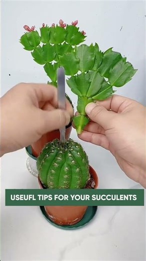 Cactus Grafting for FASTER Growth 🌱 Merge Cacti Easily!