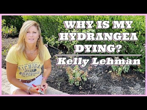 Why is My Hydrangea Dying? - Kelly Lehman