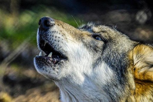 Domestication of Dogs - Origin and History Between Humans and Dogs