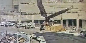 Watch: Bald eagle flies with Canadian goose clutched in talons