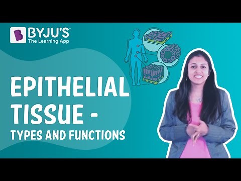 Epithelial Tissue - Types and Functions I Class 9 I Learn with BYJU'S