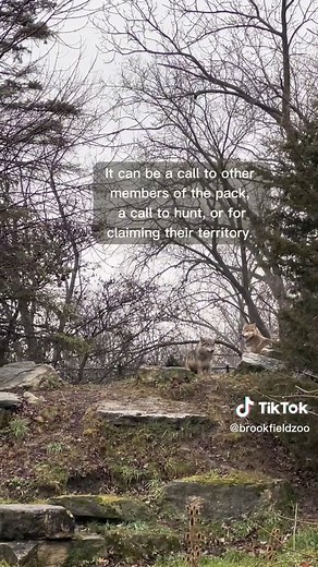 Listen to the Enchanting Sounds of Mexican Gray Wolves