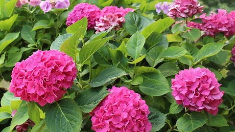 How to Care for Hydrangeas: A Gardener's Guide