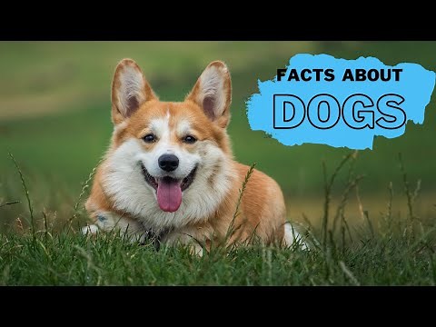Dog Facts for Kids | Interesting Educational Video about Dogs for Children | Fun Facts