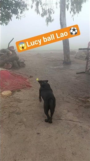 😱Lucy ball Lao ⚽ #trending #labrador #labradorretriever #youtubeshorts #funny #dog #youtube #pets