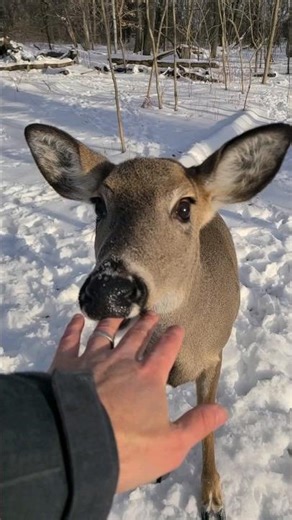 Deer Tries To Eat Me