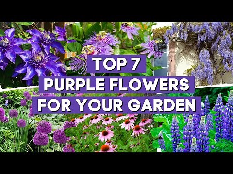 Top 7 Gorgeous Purple Flowers to Beautify Your Garden 🌷💜✨