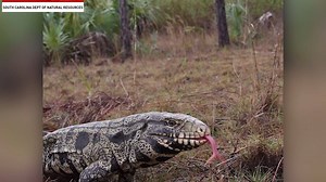 51K views · 90 reactions | Black and white tegu lizard sighted for the first time in South Carolina | The National Desk - TND | Facebook