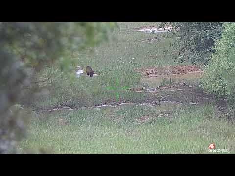 ATN 4K and Sightmark Wraith