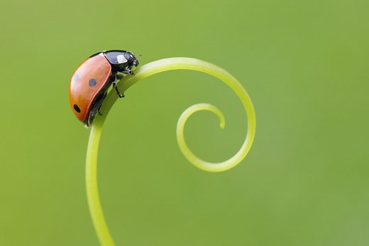 10 Fascinating Facts About Ladybugs