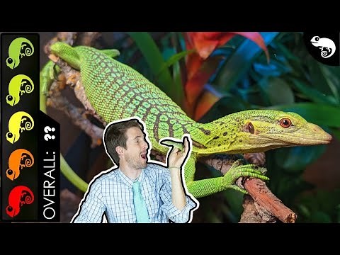 Green Tree Monitor, The Best Pet Lizard?