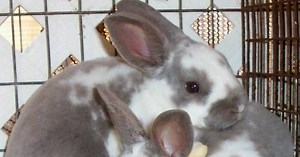 The Rex Rabbit: Bunny Breed Guide