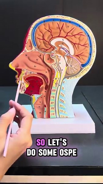 Quick OSPE of Nose & Pharynx | Head & Neck Anatomy Revision 🔥👃🧠