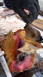 163K views · 289 reactions | Have you ever eaten conch? 路‍♂️ This is how to remove the conch from the shell 勞 With @blacktiph | Foodporn | Facebook