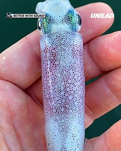 This color-changing squid is so cool 😮 | UNILAD